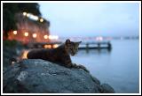 Malecon Cat