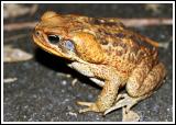 Big Cane Toad