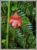 Red Torch Ginger