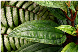 Rainforest Leaves