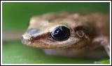 Coqui Tree Frog