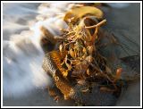 Kelp and Surf