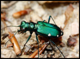 The Emerald Beetle