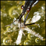Water Strider/Skimmer (Gerridae) and Meal (Dragonfly) - Crop