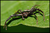 Crab Spider