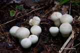 Gem-studded Puffball (<i>Lycoperdon perlatum</i>)