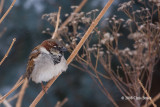 House Sparrow (male)