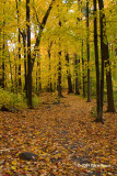 Fall at Mud Lake I
