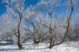 Frosty Morning at Mud Lake III