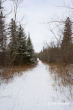 Kerwin Road Trail scene