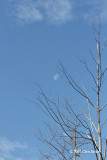 Daytime Moon