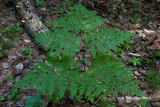 Bracken (Pteridium aquilinum)