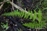 Bulblet Fern (Cystopteris bulbifera)