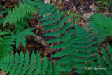 Evergreen Wood Fern (<i>Dryopteris intermedia)