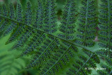 Evergreen Wood Fern (Dryopteris intermedia)