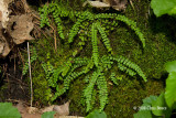 Maidenhair Spleenwort (<i>Asplenium trichomanes</i>)