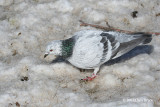 Rock Pigeon