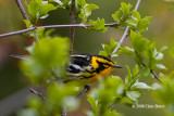 Blackburnian Warbler (male)