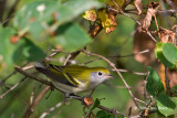Chestnut-sided Warbler (fall)