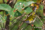 Chestnut-sided Warbler (fall)