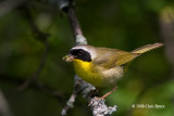 Common Yellowthroat (male)