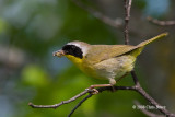 Common Yellowthroat (male)