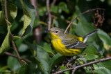 Magnolia Warbler (fall)