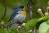 Northern Parula (male)