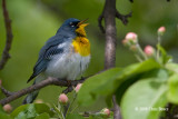 Northern Parula (male)