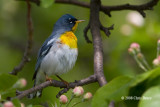 Northern Parula (male)