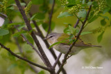 Tennessee Warbler (spring)