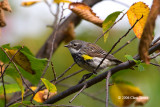 Yellow-rumped Warbler (fall)