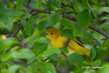 Yellow Warbler (spring female)