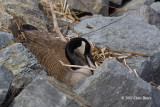 Canada Goose building nest