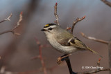 Golden-crowned Kinglet