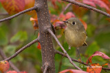 Ruby-crowned Kinglet