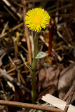 Coltsfoot (Tussilago farfara)