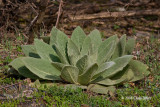 Common Mullein (<i>Verbascum thapsus</i>)