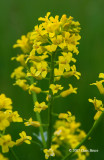 Common Winter Cress (Barbarea vulgaris)