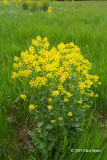 Common Winter Cress (Barbarea vulgaris)