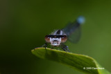 Bluet (<i>Enallagma sp.</i>)