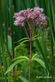Spotted Joe-Pye Weed (<i>Eupatorium maculatum</i>)
