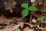Purple Trillium leaves (<i>Trillium erectum</i>)
