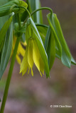 Large-flowered Bellwort (Uvularia grandiflora)