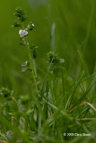 Thyme-leaved Speedwell (Veronica serpyllifolia)
