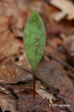 Trout Lily leaf (Erythronium americanum)