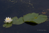 White Water-Lily (<i>Nymphaea odorta</i>)