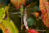 Common Green Darner (<i>Anax junius</i>)