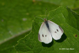 Cabbage White (<i>Pieris oleracea</i>)