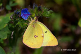 Clouded Sulphur (<i>Colias philodice</i>)